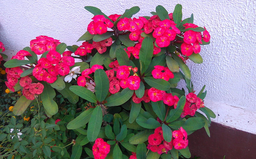 붉은 꽃, 잎, 녹색, 꽃, 빨강 HD 월페이퍼