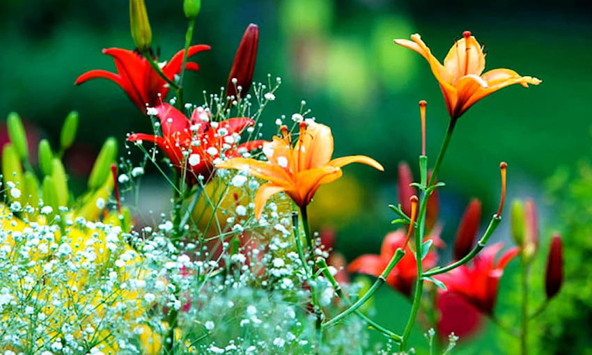 Frühlingszeit, Natur, Blumen, Jahreszeiten, Frühling HD-Hintergrundbild