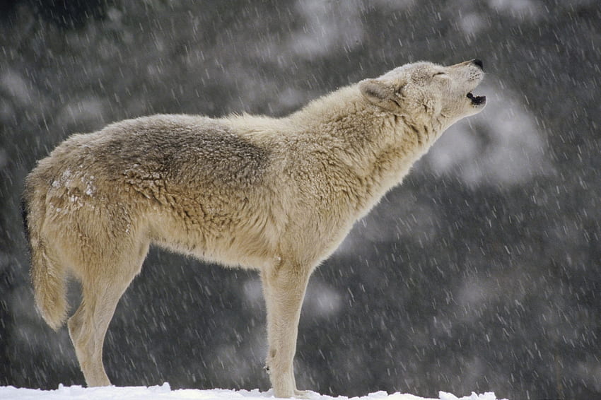 Lone Timber wolf, animal, timber, lone, snow, wolf HD wallpaper