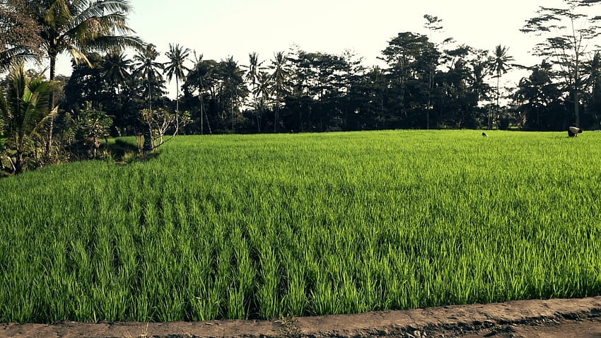 People working on rice field in Bali, Indonesia Stock Video Footage, Rice Fields Bali Indonesia HD wallpaper