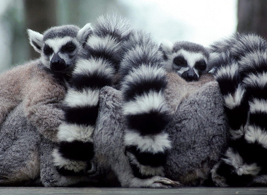 a lump of lemurs, animal, cute, wild life, lemur HD wallpaper