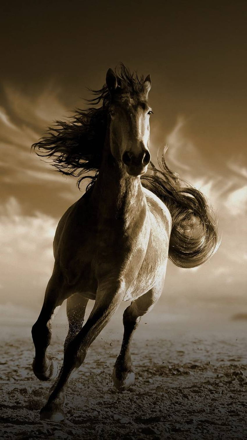 Wild horse, Mustang Horse HD phone wallpaper