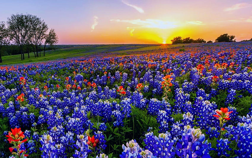 Texas Bluebonnet, Texas Landscape HD wallpaper
