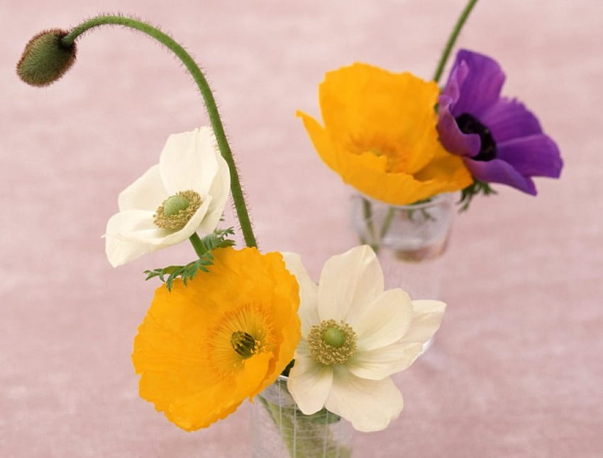 Jarrón de amapolas, amapolas, florero, flores. fondo de pantalla