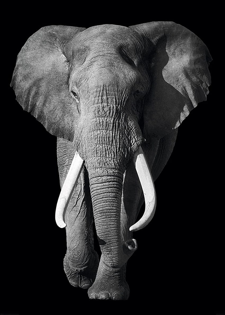 アフリカゾウ - 黒背景 - 巨大なラミネート加工ポスター: ポスター & プリント, 象の黒と白 HD電話の壁紙