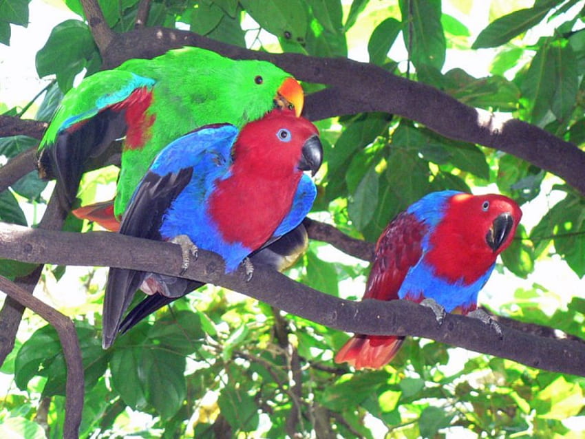 Parrots in tree, trees, preening, 3 parrots, tropical HD wallpaper