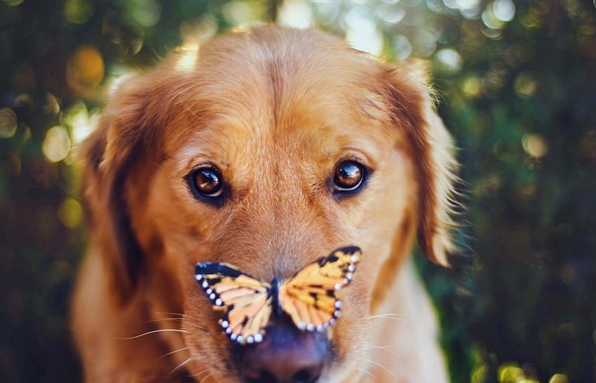 Cute dog face with butterfly, dog face, butterfly, animals, cute, look HD wallpaper