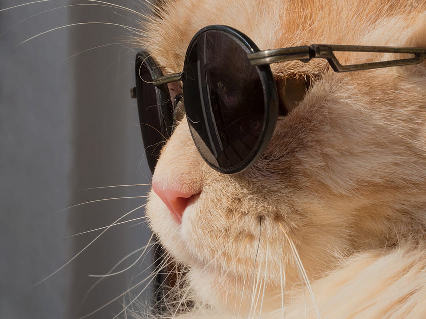 hewan kucing humor leon kacamata hitam dan latar belakang, Kucing dengan Kacamata Hitam Wallpaper HD