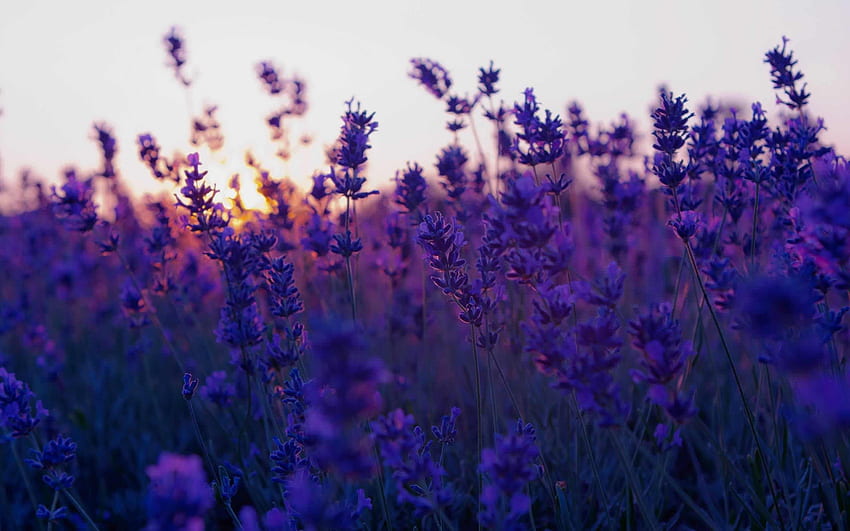 Feld der lila Blumen - bei, Lavendel-Ästhetik HD-Hintergrundbild