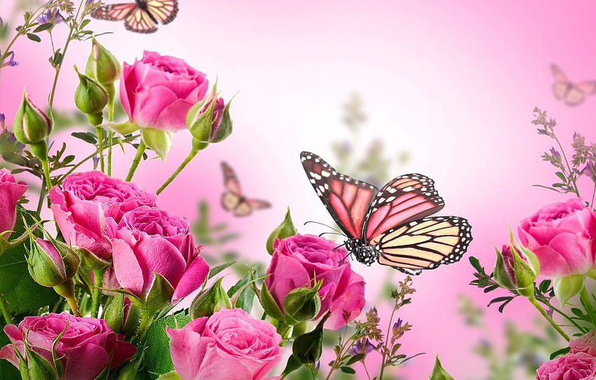 пеперуда, цветя, рози, цъфтеж, розово, цвят, цветя, красиви, рози, пеперуди за , раздел цветы HD тапет