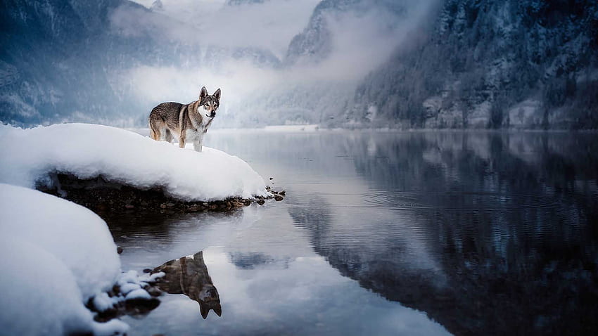 Wolfdog Is Standing On Snow In Fog Covered Mountains Background Reflection On Lake Wolfdog HD wallpaper