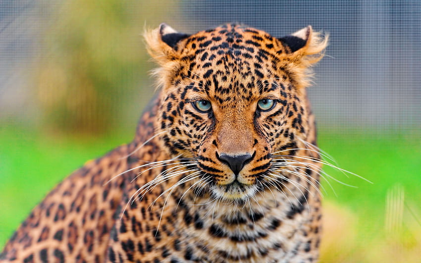 Leopard, predator, face HD wallpaper | Pxfuel