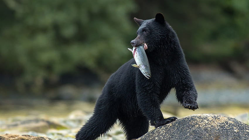 L'orso nero cattura un pesce, simpatico orso nero Sfondo HD