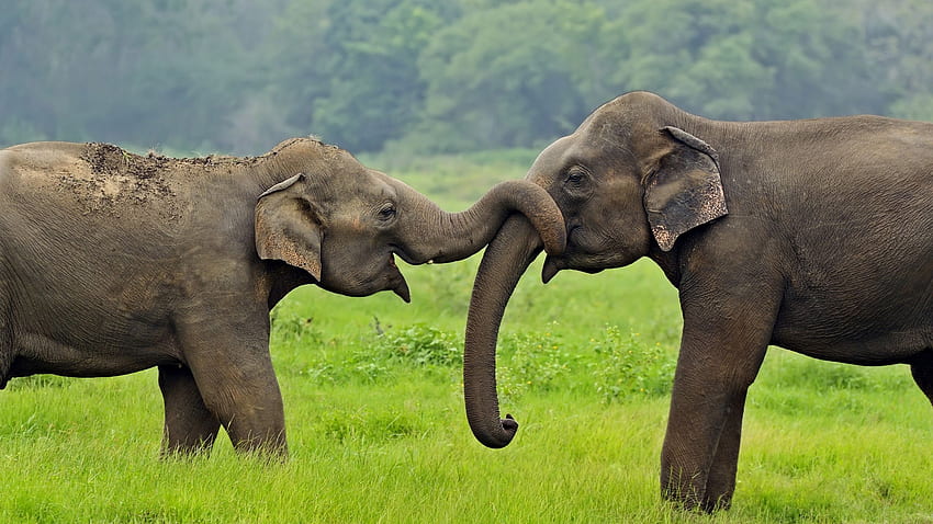 Una luna de miel de lujo en Sri Lanka, elefante de Sri Lanka fondo de pantalla