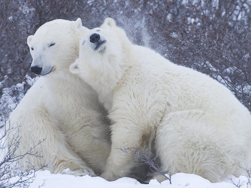 fofos ursos polares, ursos, fofos, polares, neve papel de parede HD