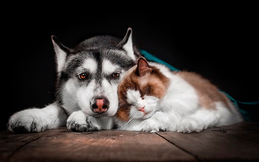 แมวกับหมา ฮัสกี้ แมวนอนหลับ แนวคิดมิตร สัตว์น่ารัก สัตว์เลี้ยง มิตร วอลล์เปเปอร์ HD