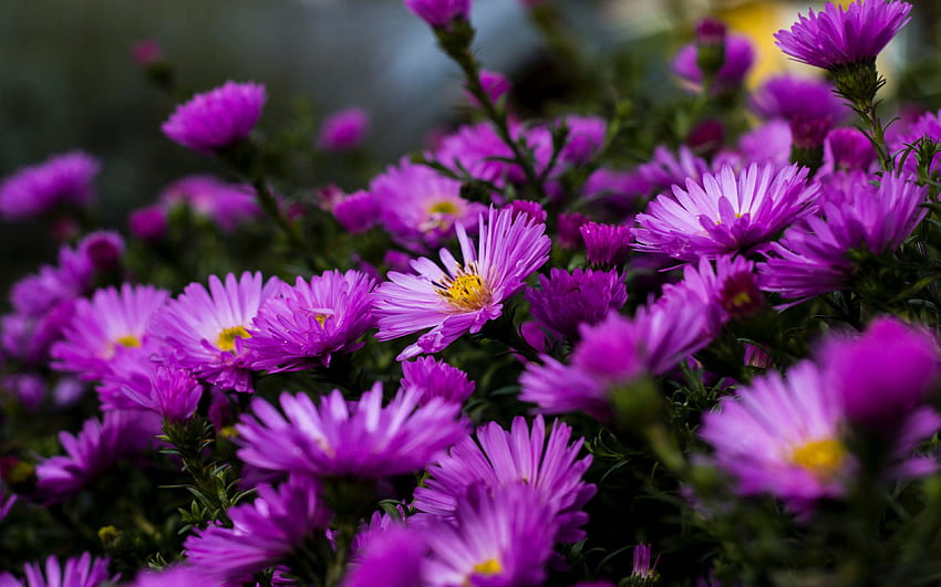 Garden Plants Blossoming On Purple Aster Flowers Summer Ultra HD wallpaper