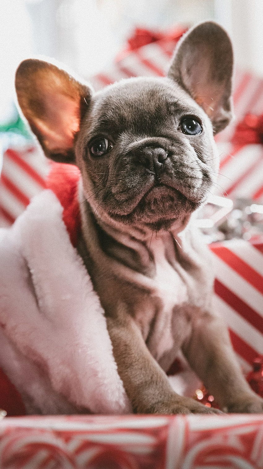 French Bulldog Christmas iPhone 7, 6s, 6 Plus, Pixel xl , One Plus 3, 3t, 5 , , Background, and HD phone wallpaper