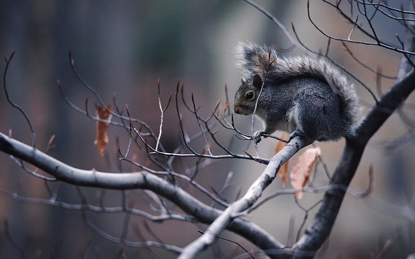 Squirrel, branch, grey, graphy, autumn, nature, tree HD wallpaper
