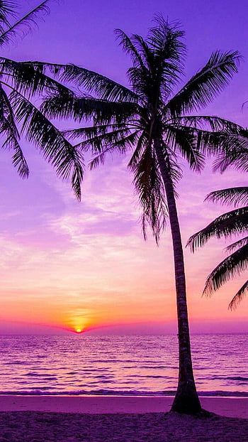 Sunset, Sky, Palms, Violet, Dark, Tropics, Purple HD phone wallpaper ...