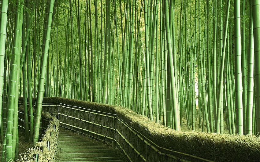 Free download Desktop Bamboo HD Wallpapers 2560x1600 for your Desktop  Mobile  Tablet  Explore 73 Wallpaper Bamboo  Green Bamboo Wallpaper  Bamboo Background Image Bing Bamboo Wallpaper