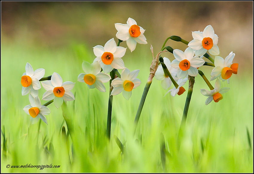 sunovrati, daffodils, nature, flowers, spring, narcissus HD wallpaper