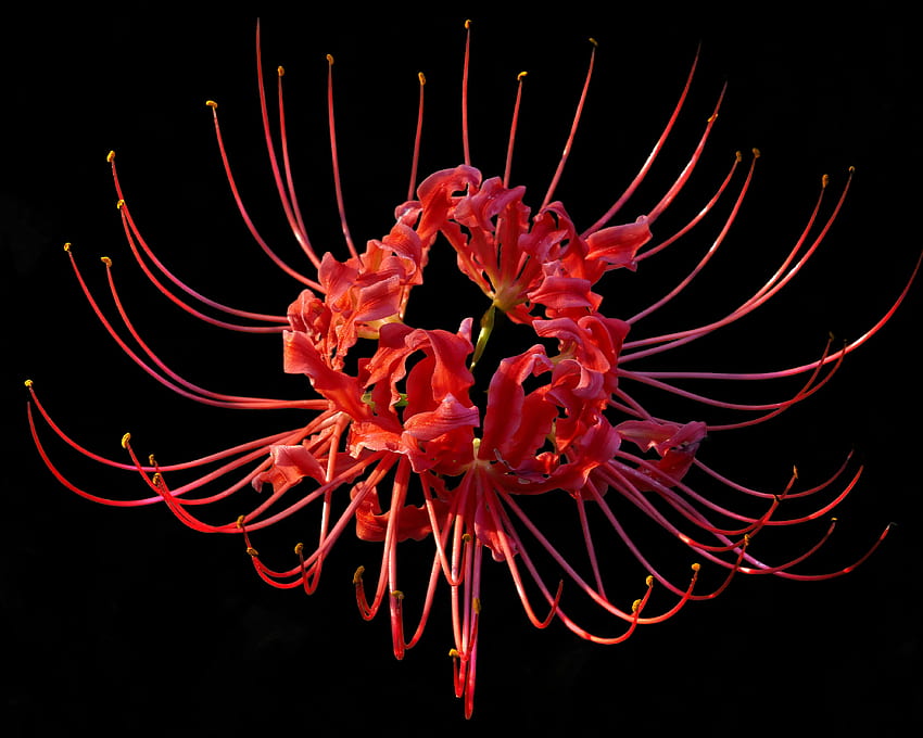 Lycoris radiata, Red Spider Lily Wallpaper HD