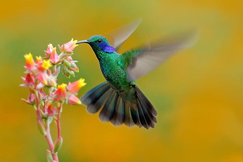 จิตรกรรมฝาผนัง Hummingbird Colibri วอลล์เปเปอร์ HD