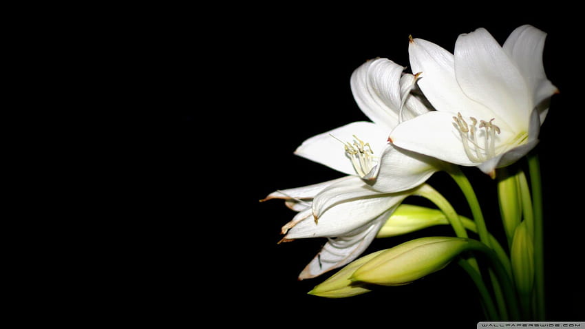 White Lily 4 White Lily 4 [] dla Twojego telefonu komórkowego i tabletu. Poznaj białe lilie. Kwiat lilii, granica lilii wodnej, lilly na komputer Tapeta HD