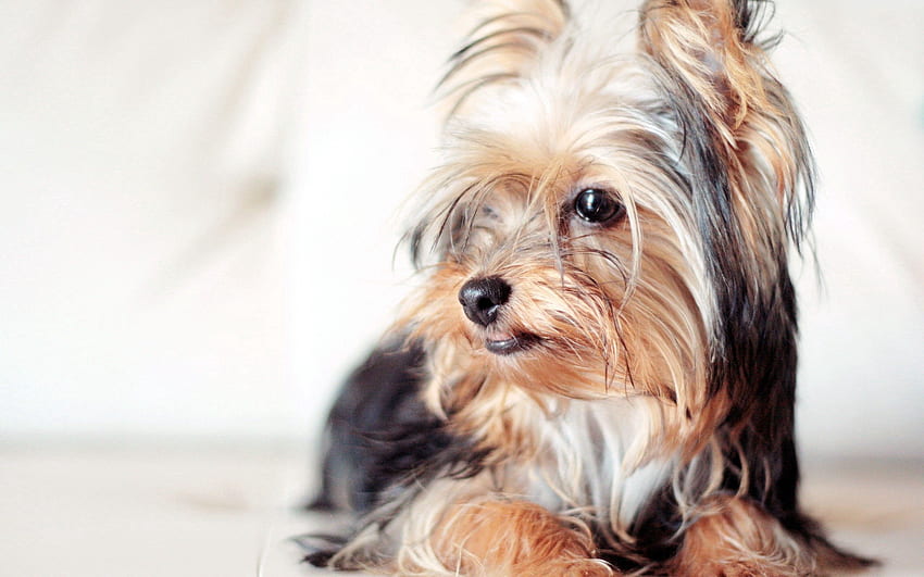 Animals, Fluffy, Dog, Muzzle, Sight, Opinion, Yorkshire Terrier HD wallpaper