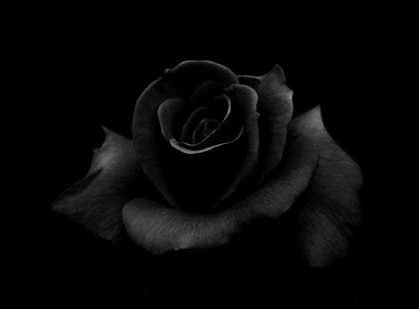 Black Rose, rose, black, graphy, flower, cool, dark HD wallpaper