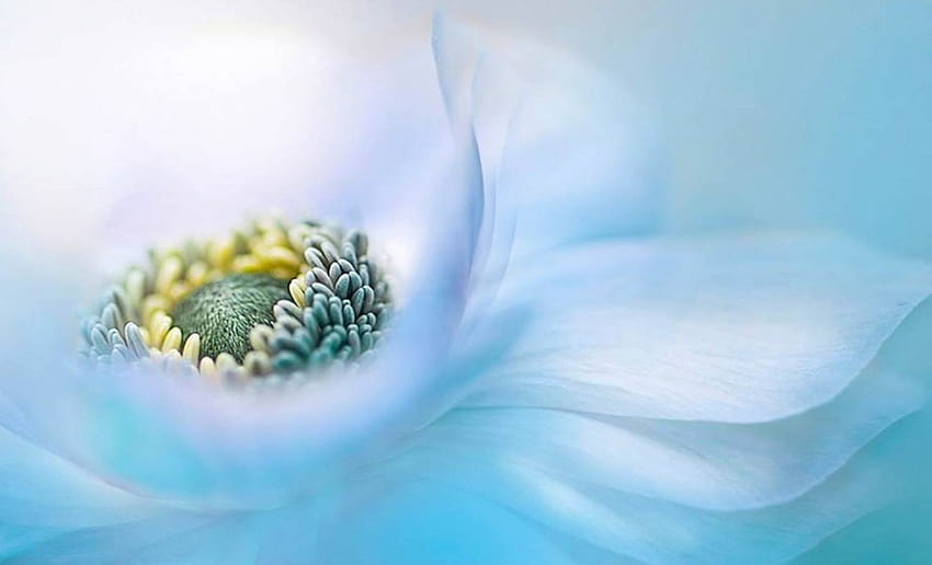 Blue Daisy, Flowers, Lovely, Nature, Blue, Daisy HD wallpaper