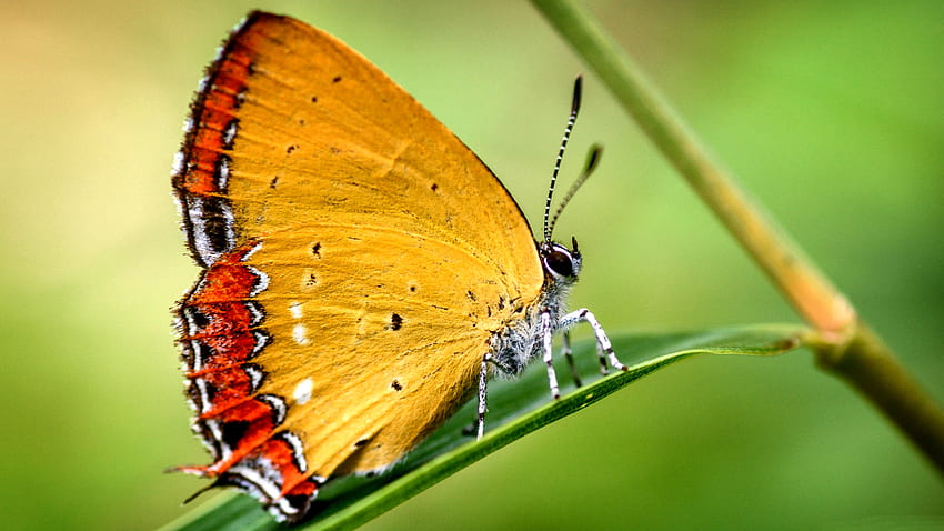 Yellow Butterfly F, zwierzę, szeroki ekran, przyroda, motyl, grafika, piękny Tapeta HD