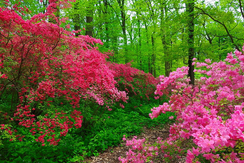 Пътека в пролетната гора, цветя, пътека, красива, пролет, парк, красиви, цветове, дървета, зеленина, прекрасна, гора HD тапет