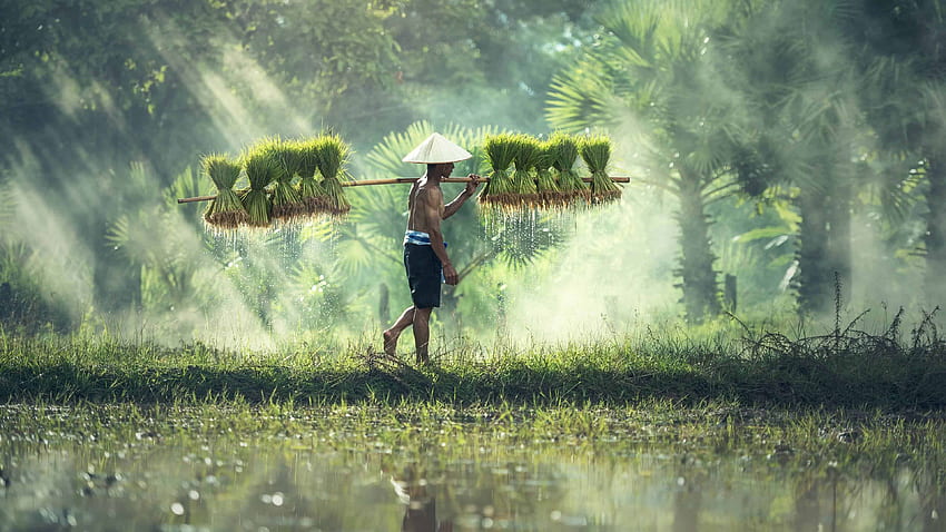 Cambodian Rice Farmer U, Nature U 2160P HD wallpaper