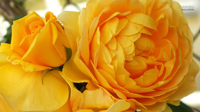 Grandes rosas amarelas, natureza, rosas, bonitas, amarelas papel de parede HD