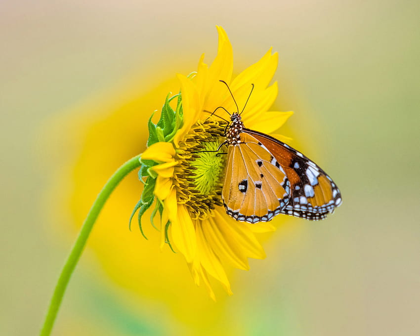 Insect Tiger Butterfly On Yellow Color From Sunflower Ultra Tv For Laptop Tablet And Mobile Phones HD wallpaper