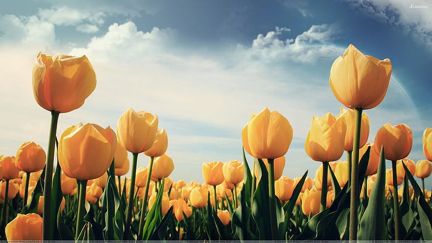 Lots Of Yellow Tulips In Field HD wallpaper | Pxfuel