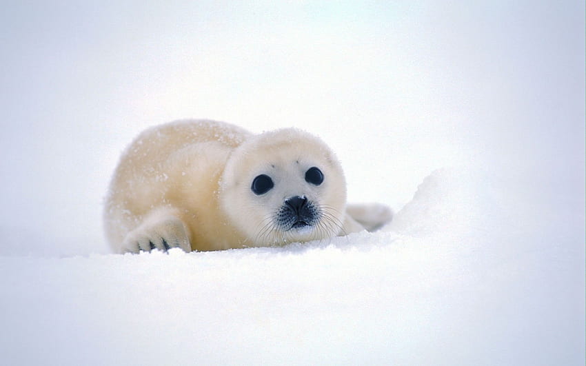 Nature snow seals animals background antarctica baby animals, Baby Winter Animals HD wallpaper