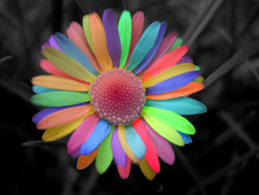 Rainbow Daisy oleh secretgal1234. Seni warna pelangi, Grafik percikan warna, Bunga pelangi Wallpaper HD