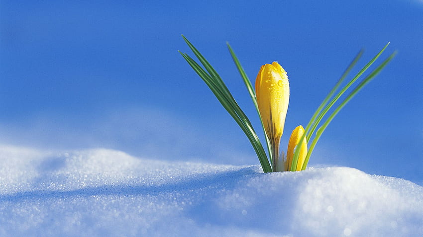 Flower In The Snow - 210873. Żółty krokus, wiosna, krokus Tapeta HD