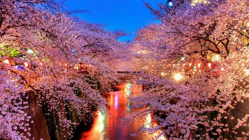 Plano de fundo para outra noite zen noite de flor de cerejeira japonesa papel de parede HD