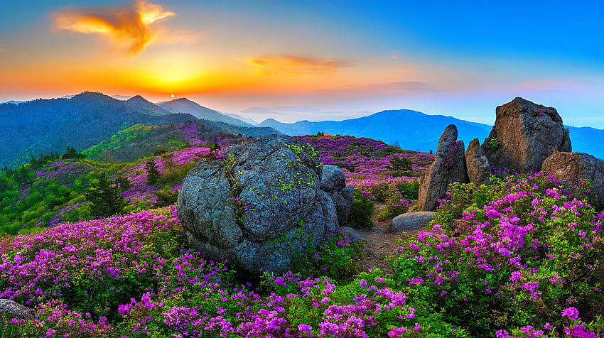 Spring sunrise, beautiful, sky, spring, mountain, stones, sunset, azaleas, sunrise, wildflowers, fog, view HD wallpaper