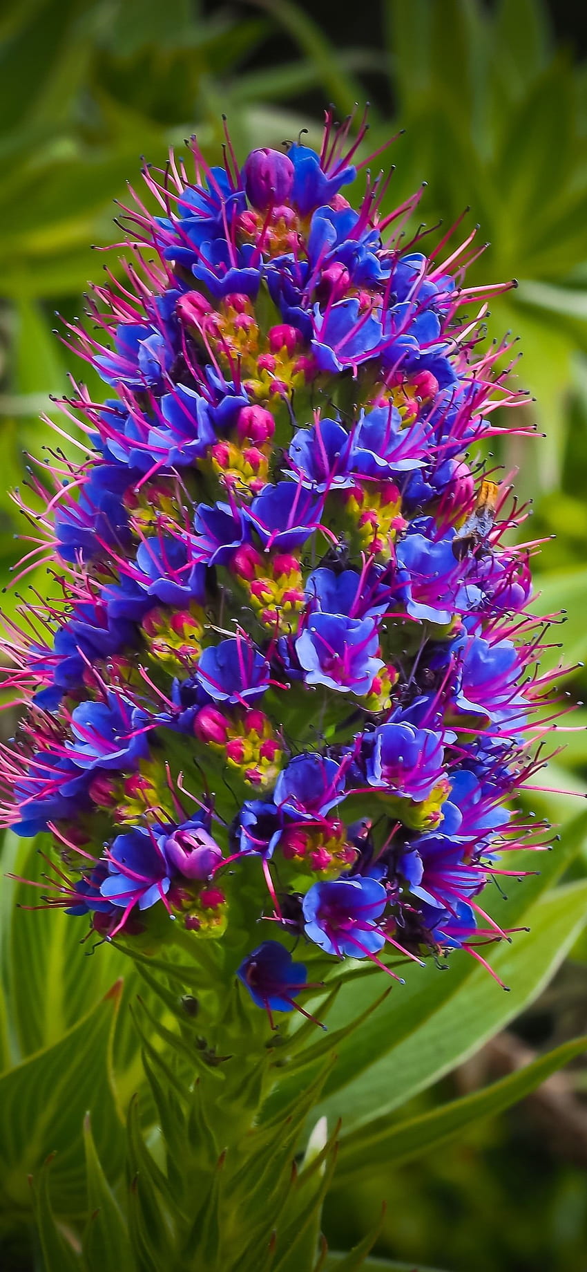 Exotische Blume, blaue Blütenblätter IPhone 11 Pro XS Max , Hintergrund HD-Handy-Hintergrundbild