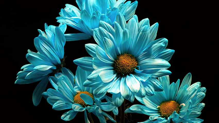 Light Blue Daisy Flowers In Black Background Flowers HD wallpaper | Pxfuel