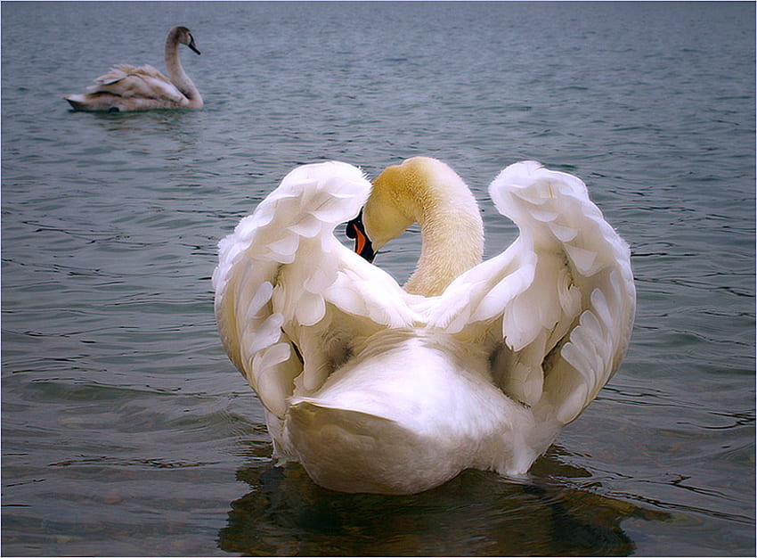Wings, white, bird, ruffled, swan, water HD wallpaper