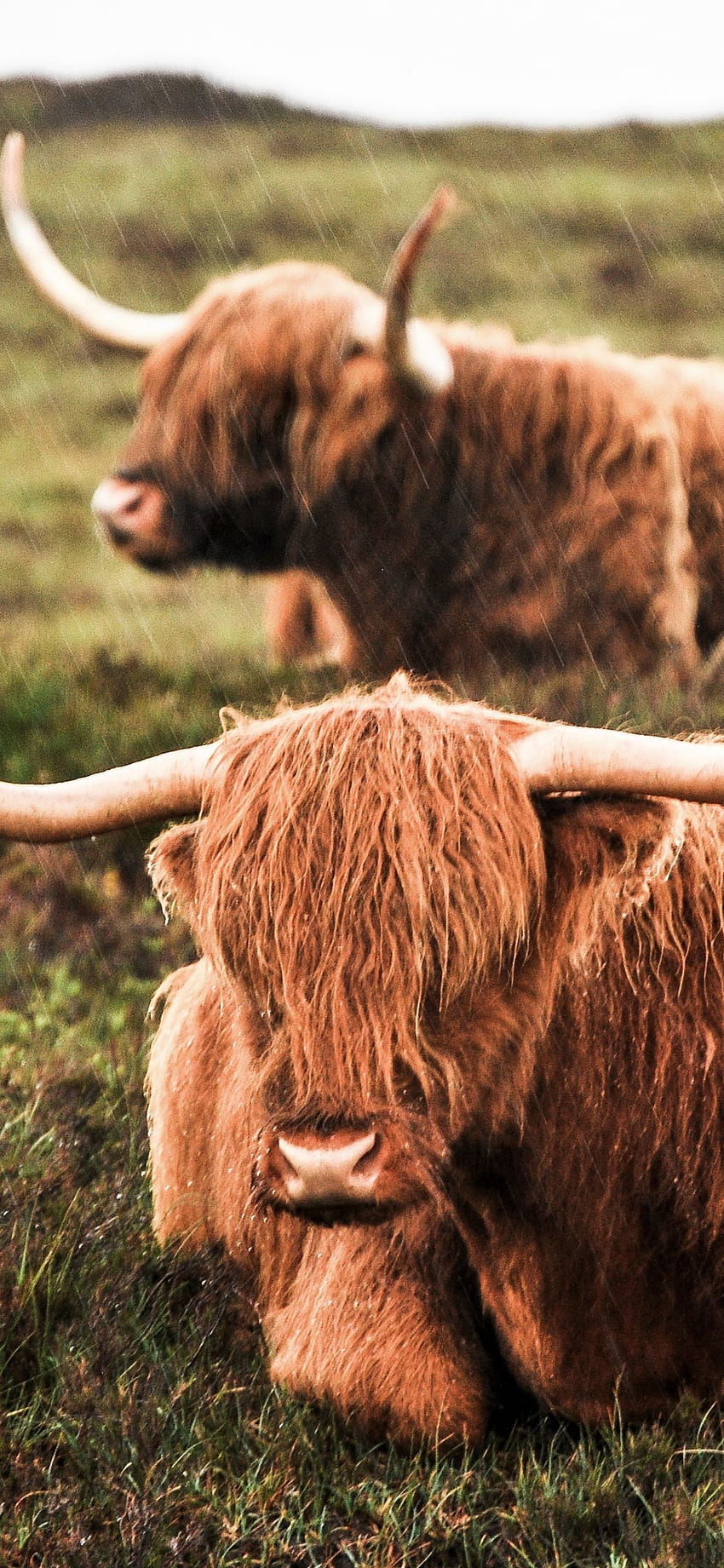 Highland Cow iPhone HD phone wallpaper | Pxfuel