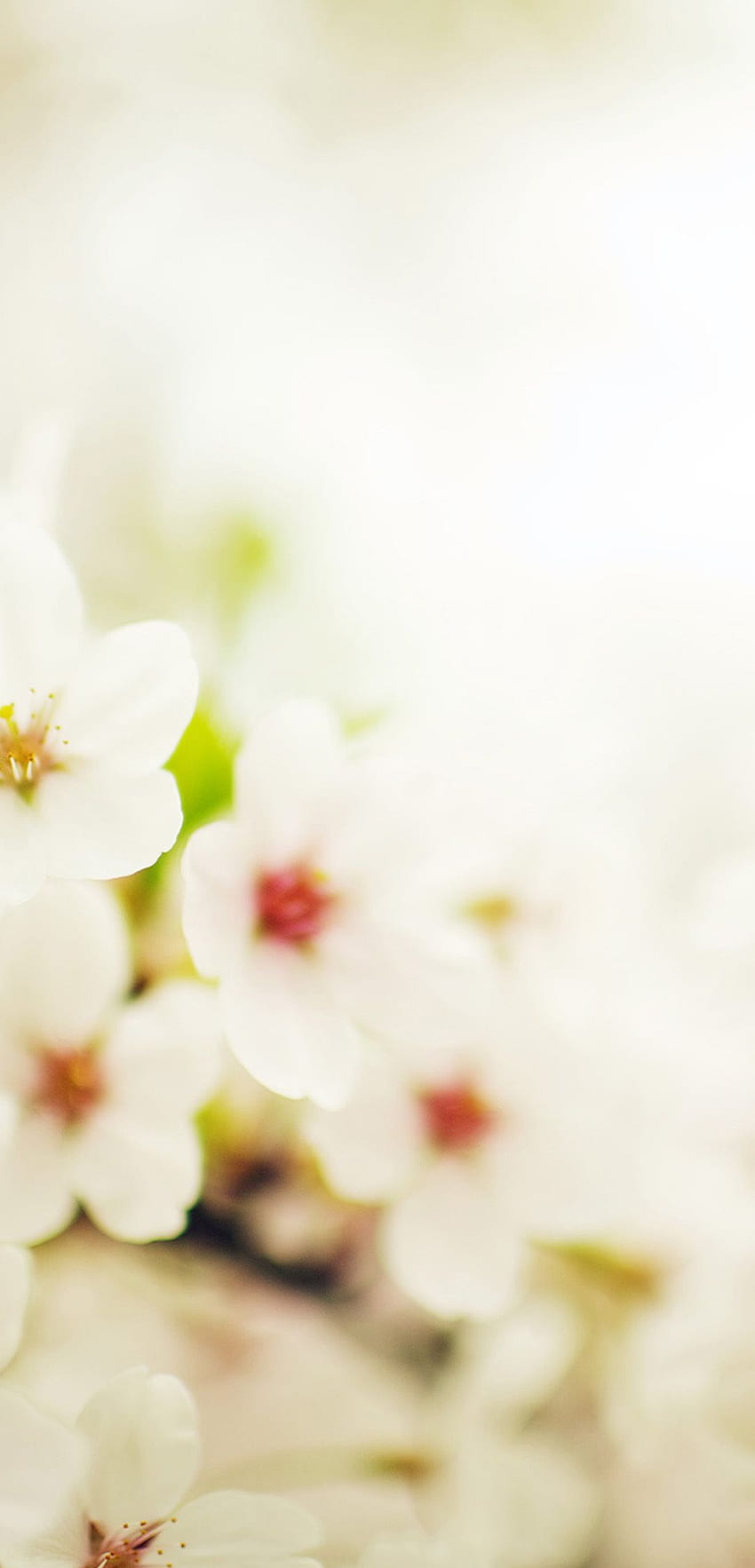 Huawei Mate 20x para Blossom Cherry Spring Sakura Nature, Spring Aesthetic fondo de pantalla del teléfono