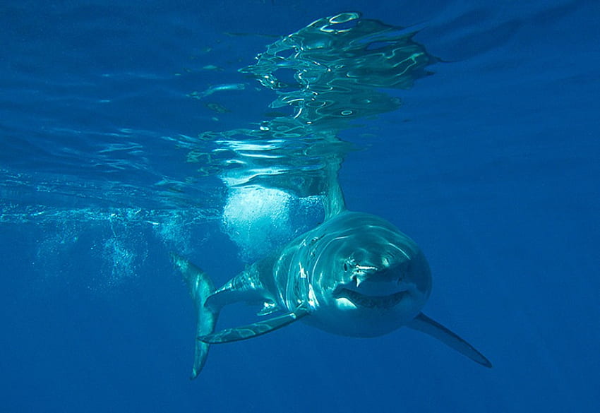 GREAT WHITE SHARK, życie morskie, rekin, pod wodą, ocean Tapeta HD