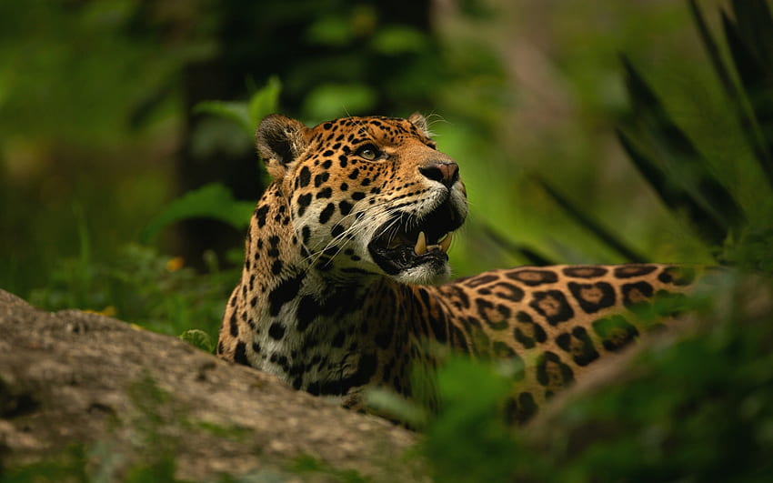 jaguar, jungle, wild cat, wildlife, predator for with resolution . High Quality HD wallpaper